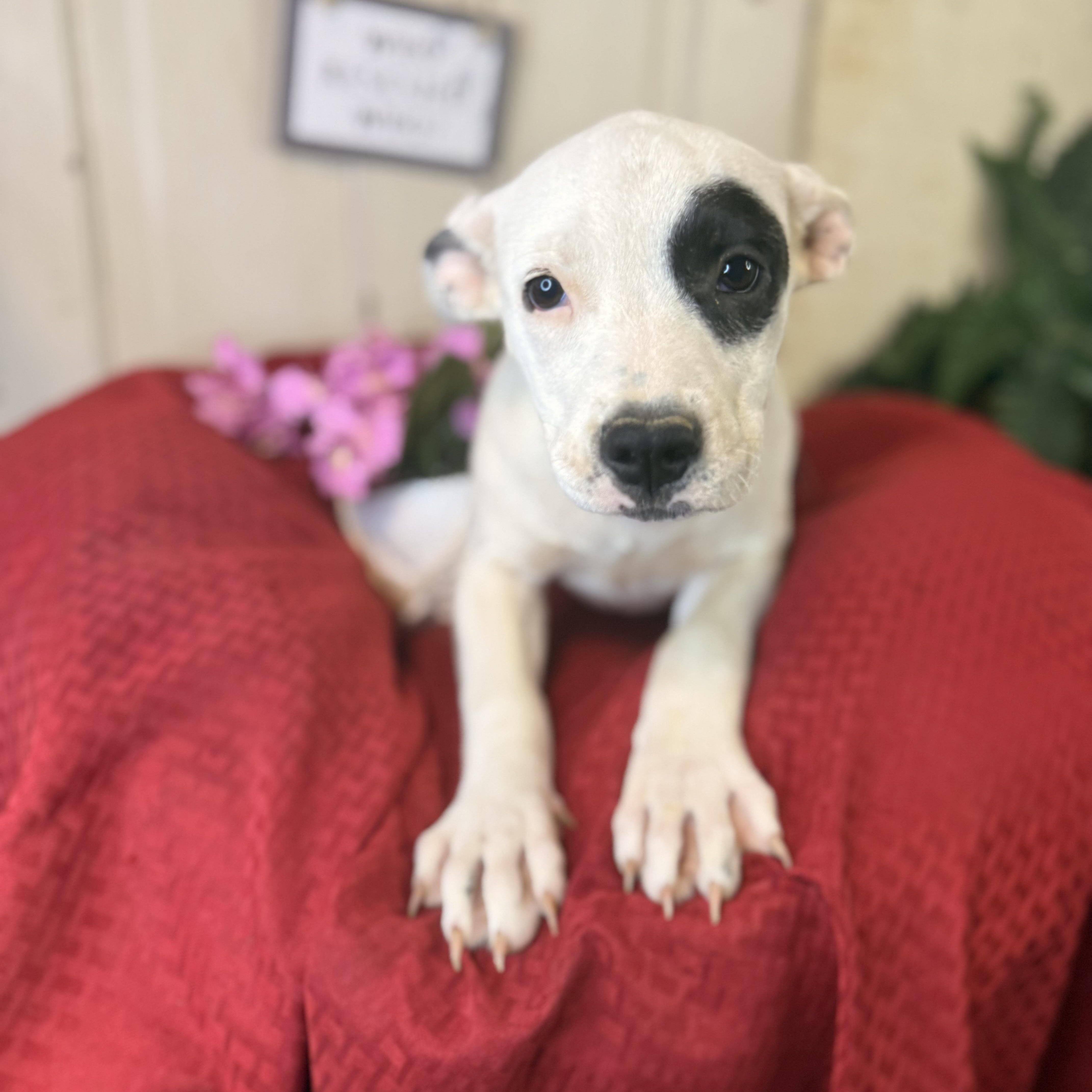 Patch, an adoptable Pit Bull Terrier in Green Bay, WI, 54304 | Photo Image 6