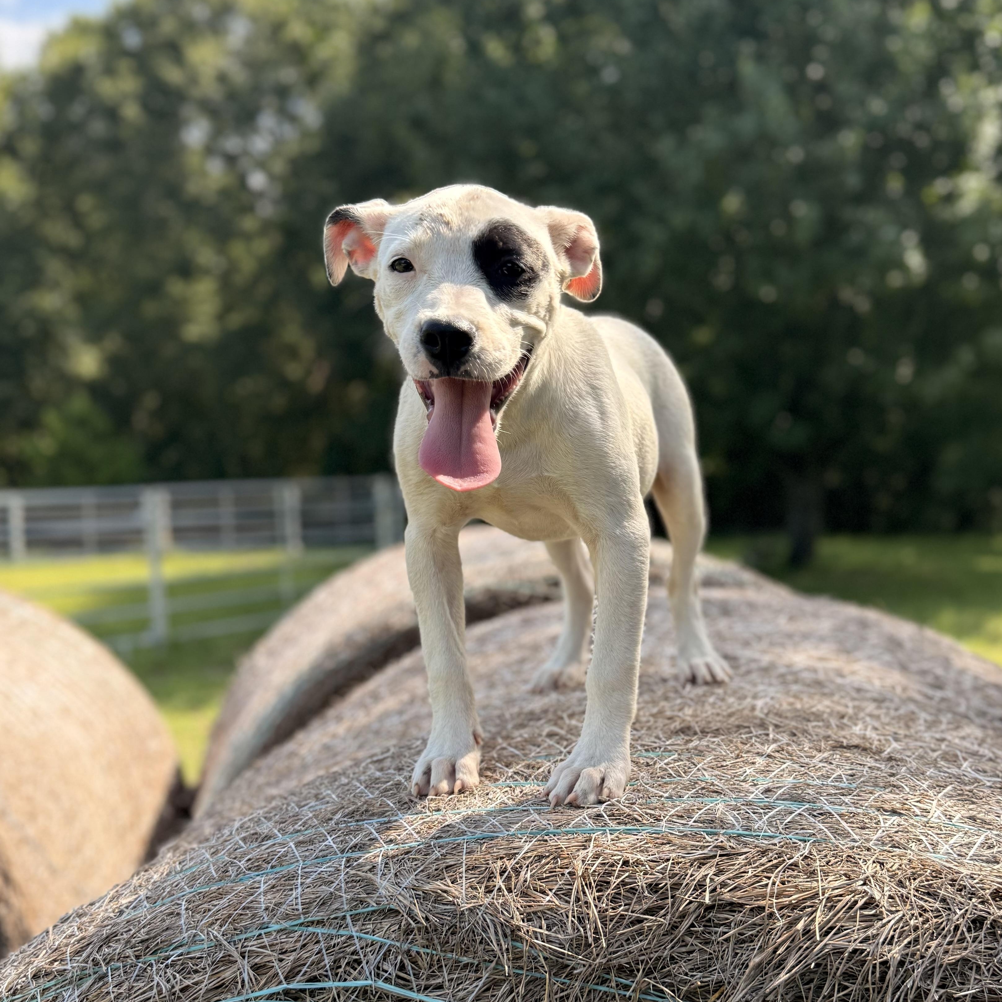 Patch, an adoptable Pit Bull Terrier in Green Bay, WI, 54304 | Photo Image 2
