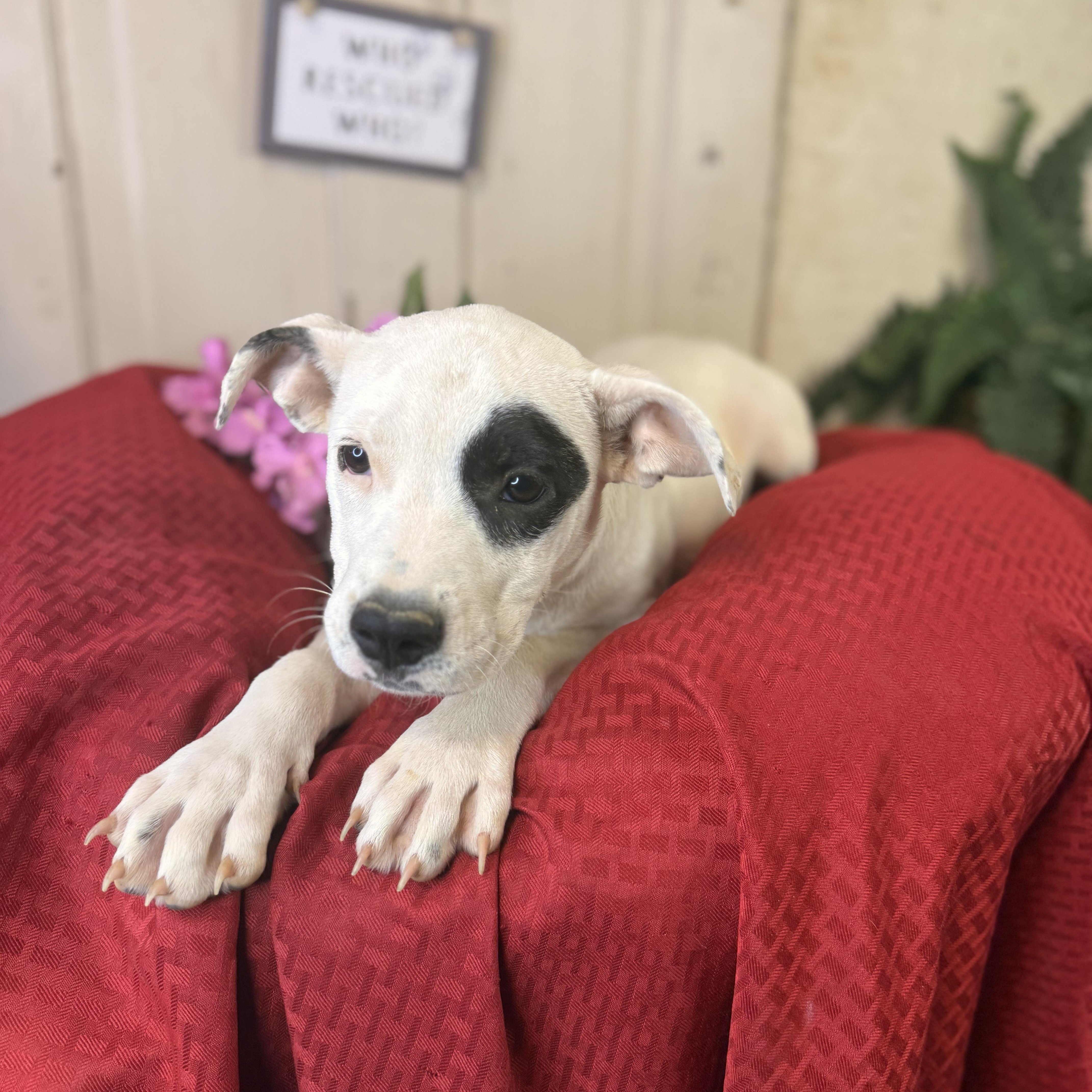 Patch, an adoptable Pit Bull Terrier in Green Bay, WI, 54304 | Photo Image 4