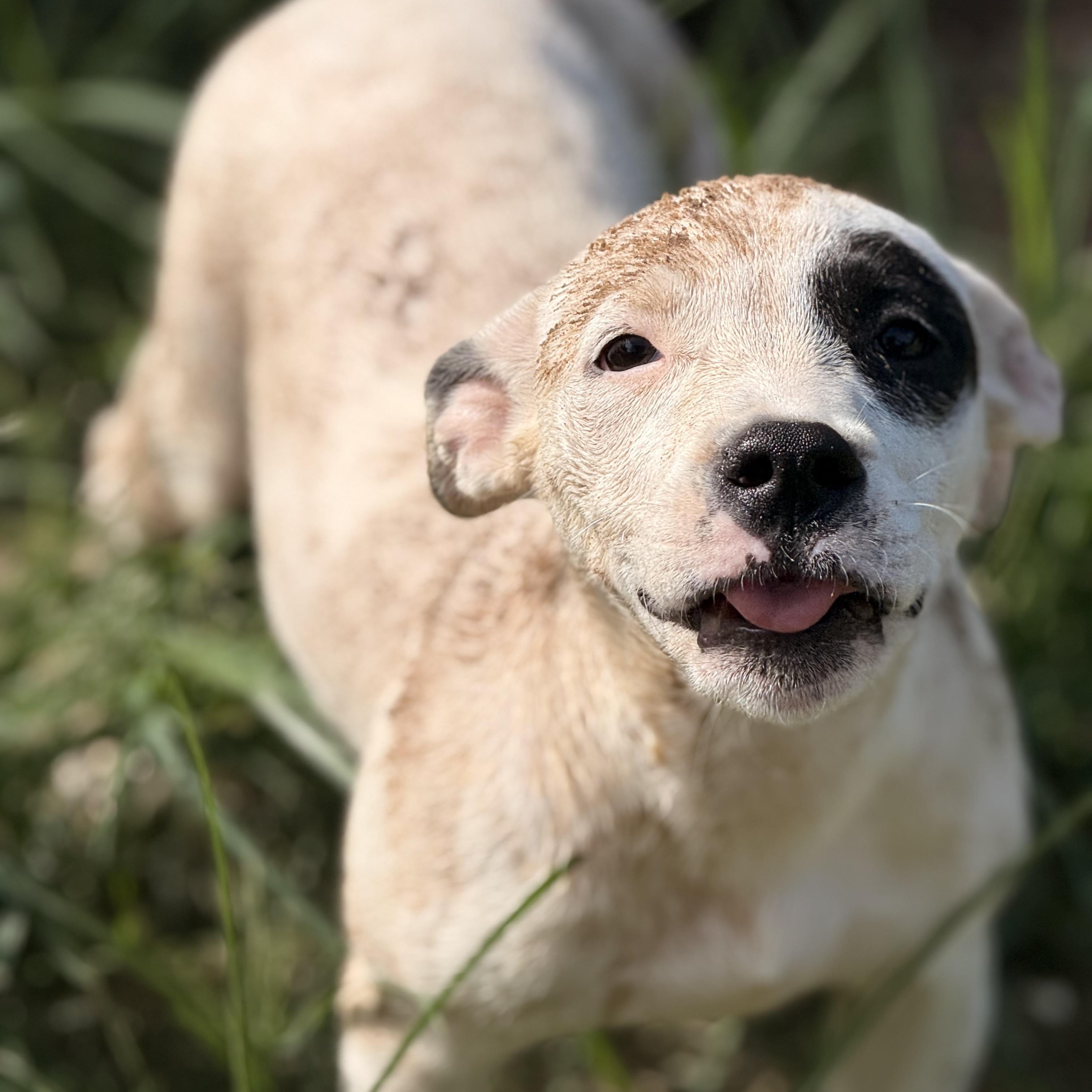 Patch, an adoptable Pit Bull Terrier in Green Bay, WI, 54304 | Photo Image 5