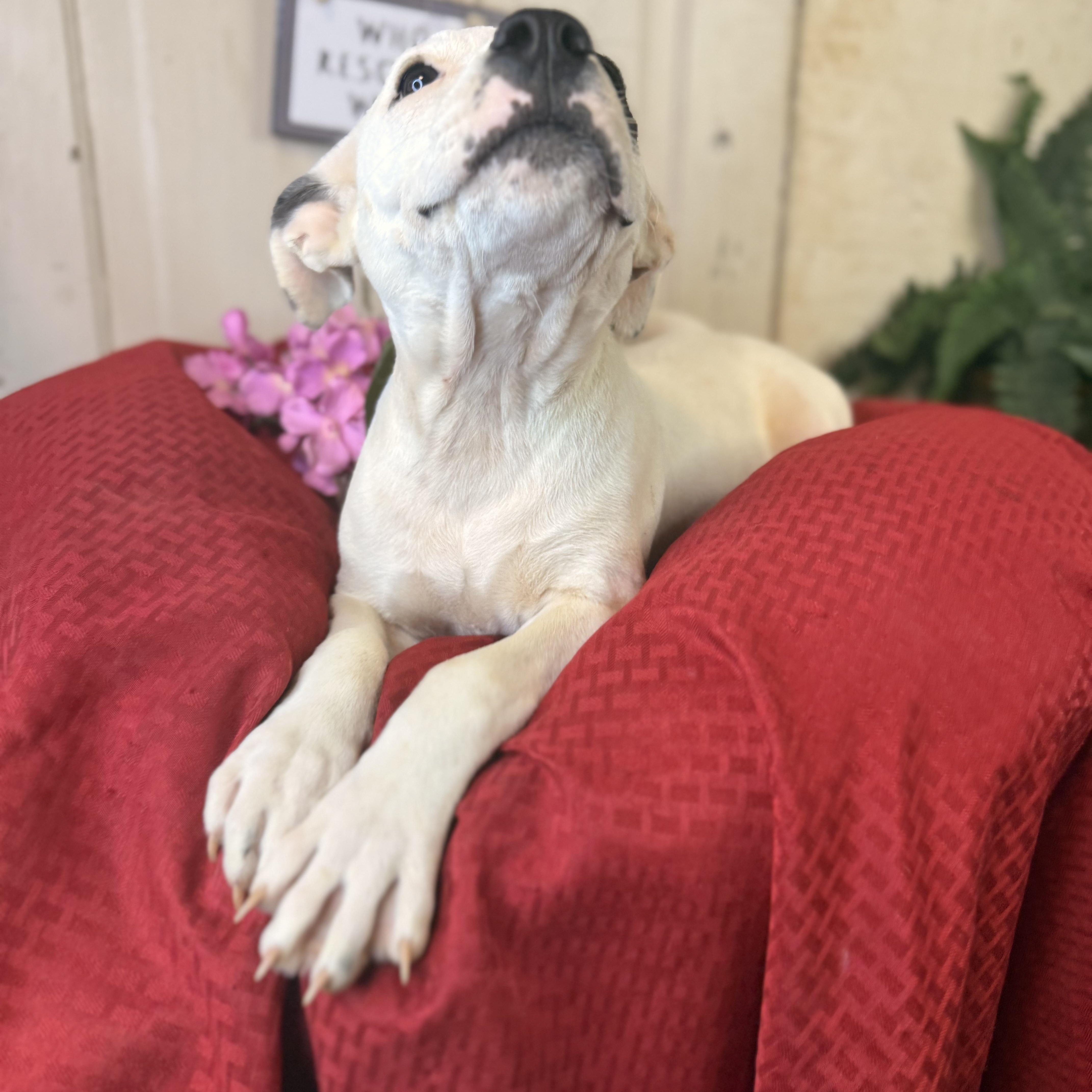 Patch, an adoptable Pit Bull Terrier in Green Bay, WI, 54304 | Photo Image 3