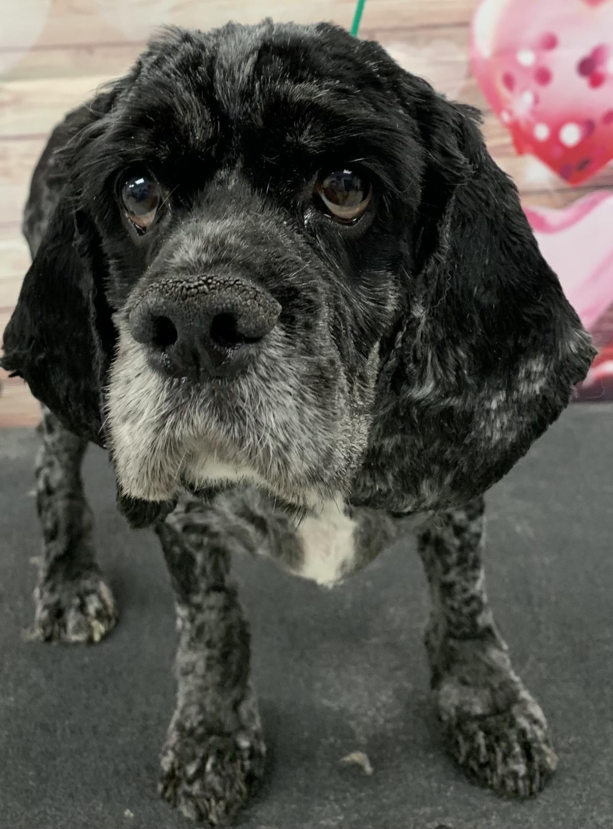 Smokey, Adoptable, Senior Male Cocker Spaniel.