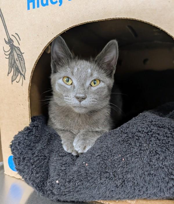 Crokinole, Adoptable, Kitten Female Domestic Short Hair.