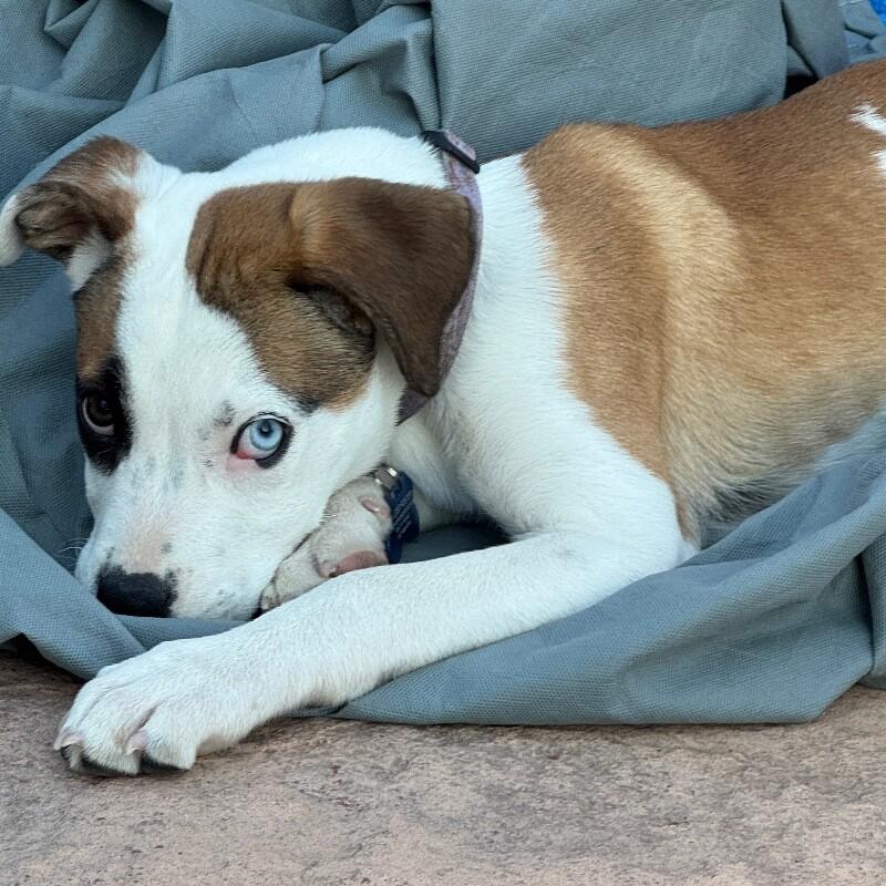 Enlarge LUNA LEE, a Adoptable mixed breed in lawton, OK image 2/6