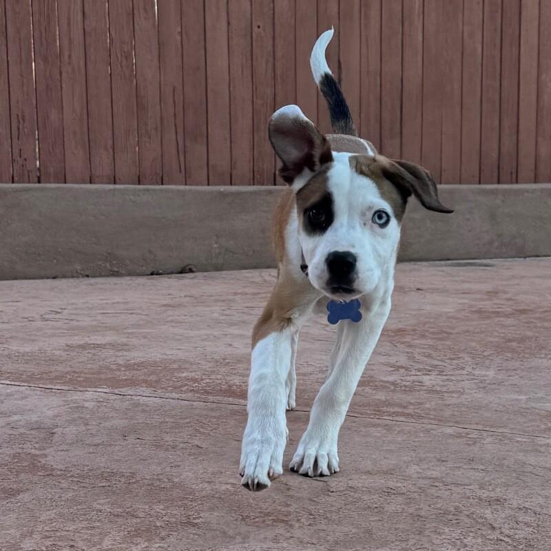 Enlarge LUNA LEE, a Adoptable mixed breed in lawton, OK image 3/6