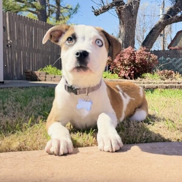 Enlarge LUNA LEE, a Adoptable mixed breed in lawton, OK image 5/6