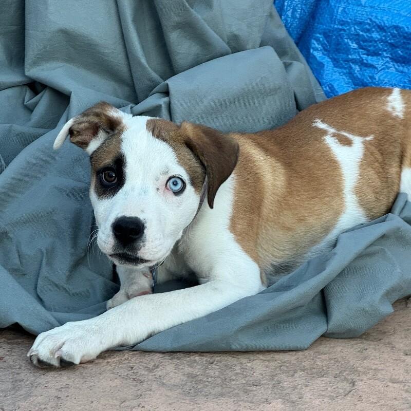 Enlarge LUNA LEE, a Adoptable mixed breed in lawton, OK image 6/6