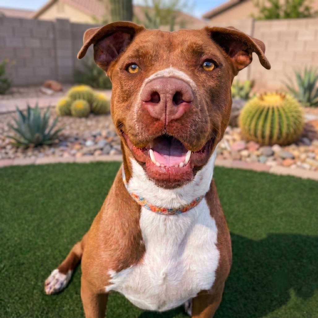 Cadillac, Adoptable, Adult Male Chocolate Labrador Retriever & German Shorthaired Pointer.
