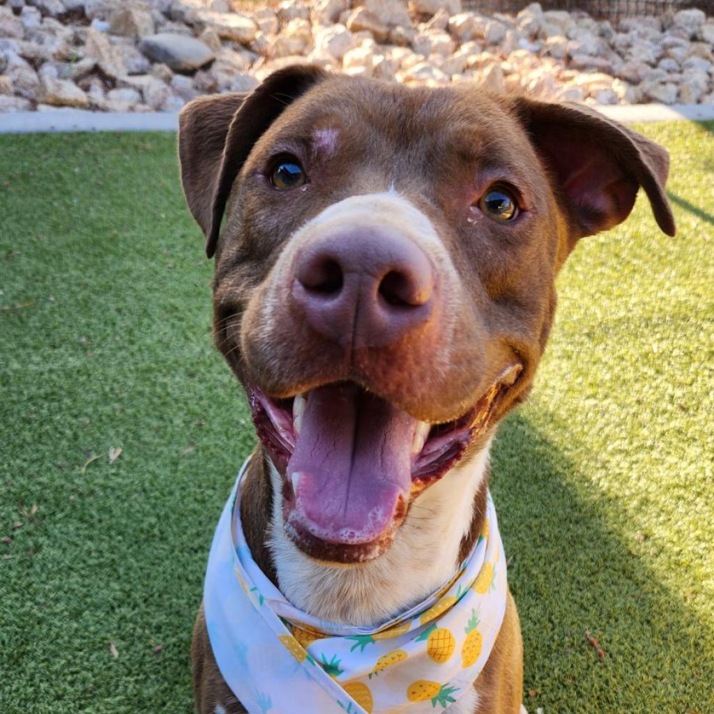 Enlarge Cadillac, a Adoptable mixed breed in Phoenix, AZ image 1/6