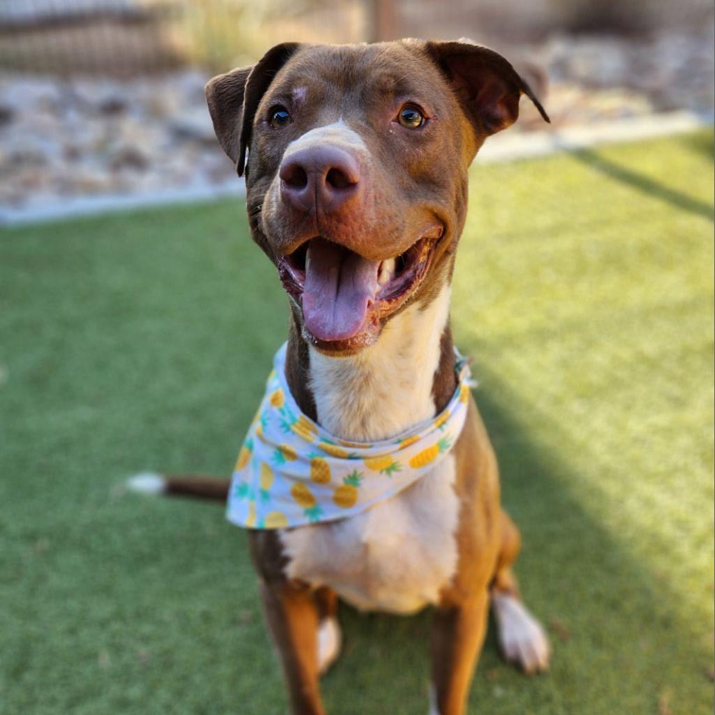 Cadillac, Adoptable, Adult Male Chocolate Labrador Retriever & German Shorthaired Pointer.