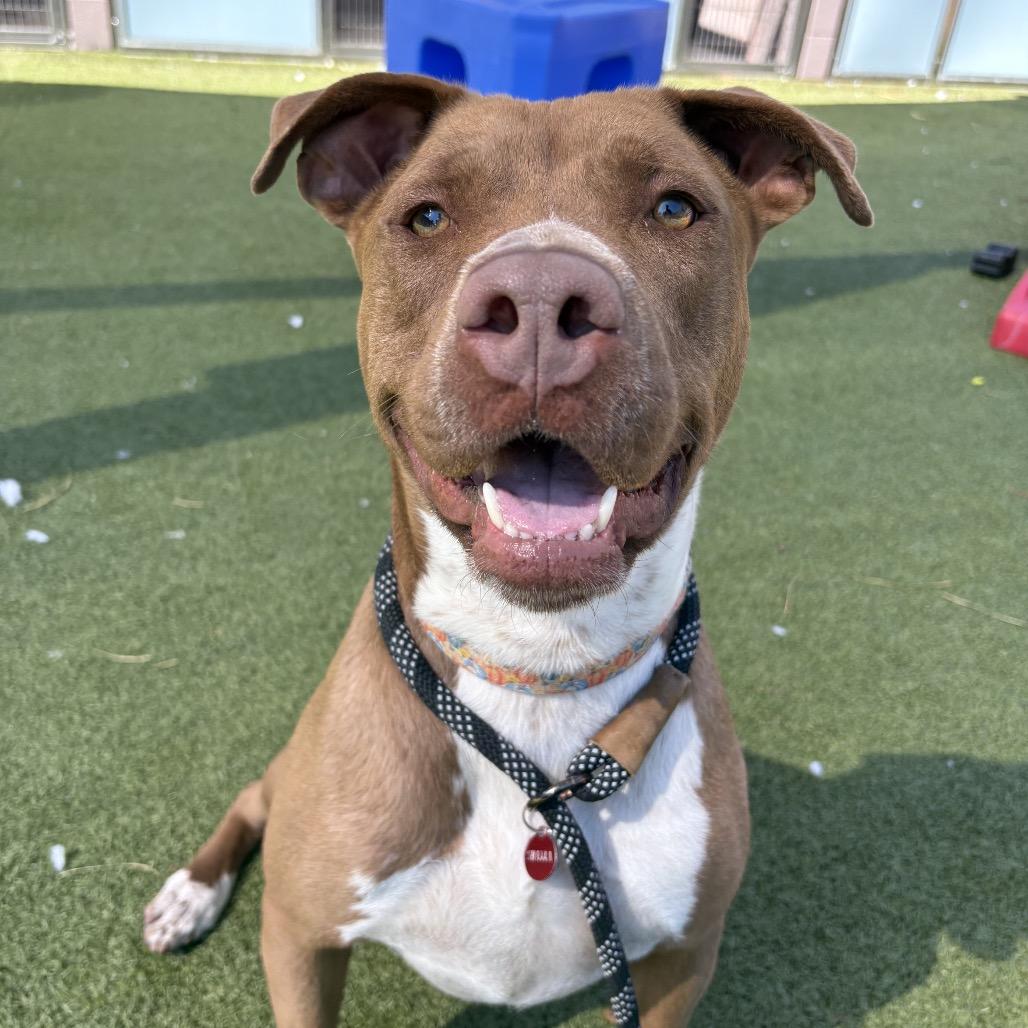 Enlarge Cadillac, a Adoptable mixed breed in Phoenix, AZ image 3/6