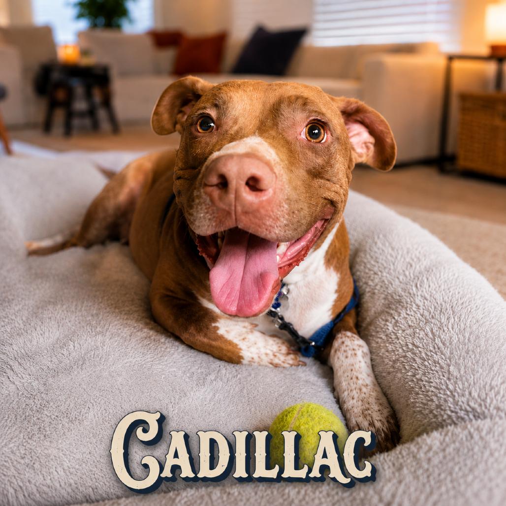 Enlarge Cadillac, a Adoptable mixed breed in Phoenix, AZ image 2/6