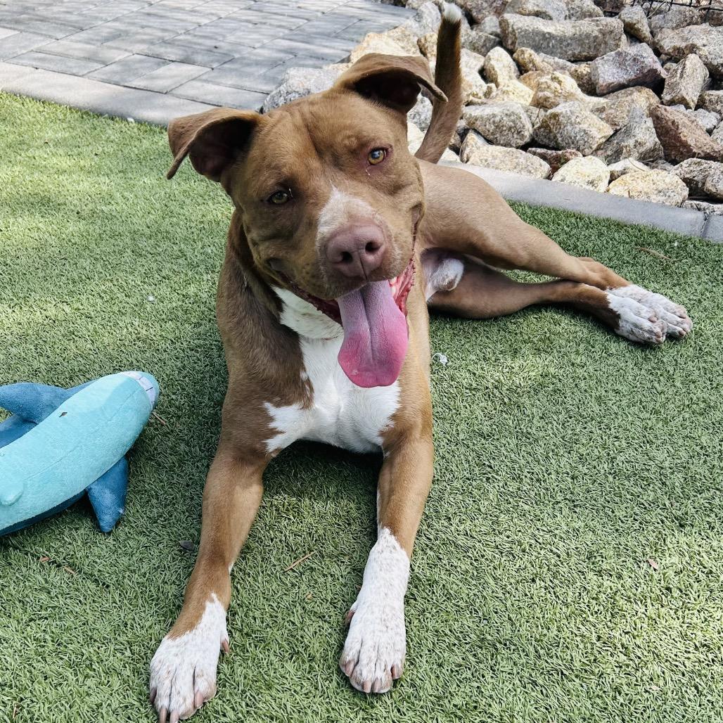 Enlarge Cadillac, a Adoptable mixed breed in Phoenix, AZ image 3/6