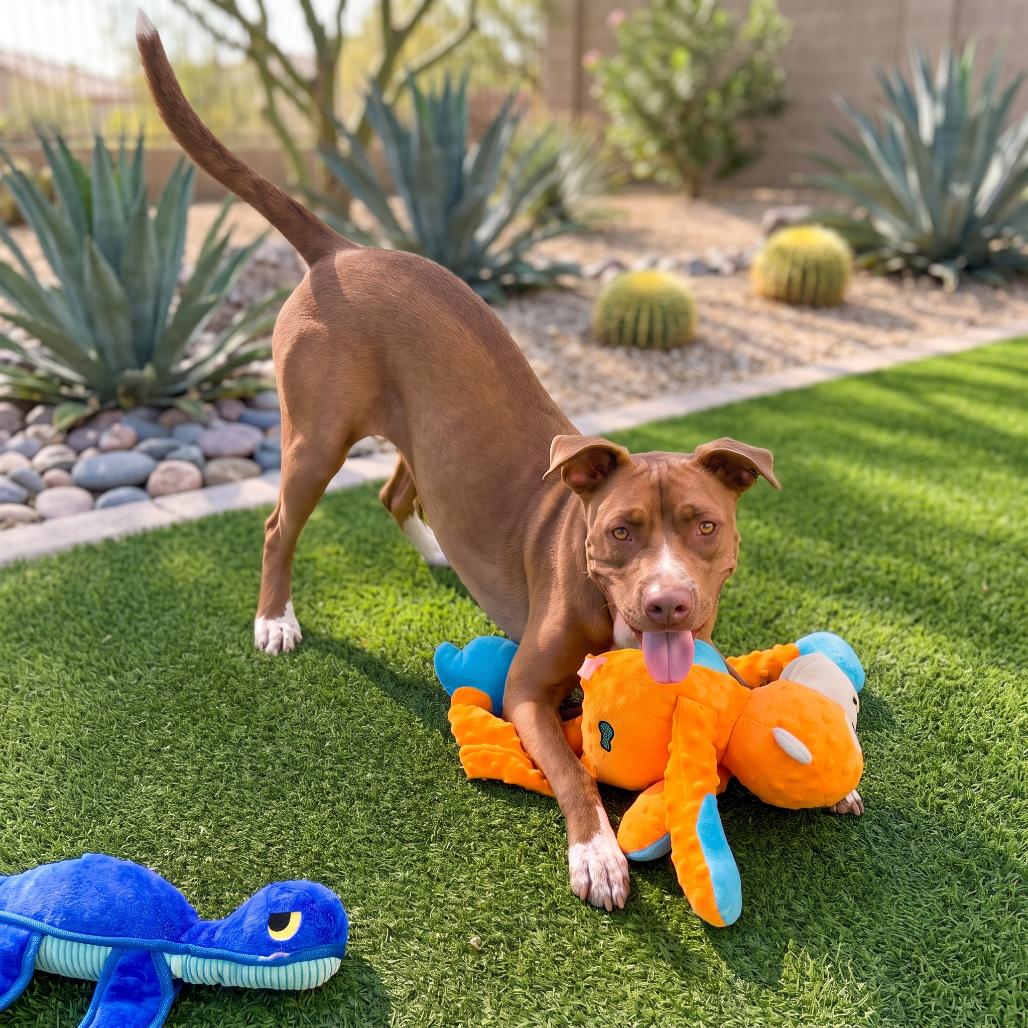 Enlarge Cadillac, a Adoptable mixed breed in Phoenix, AZ image 3/6