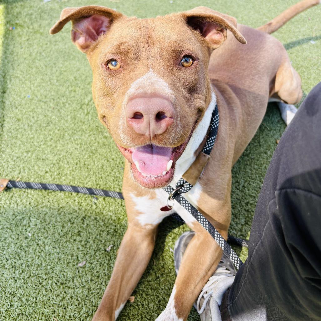 Enlarge Cadillac, a Adoptable mixed breed in Phoenix, AZ image 5/6