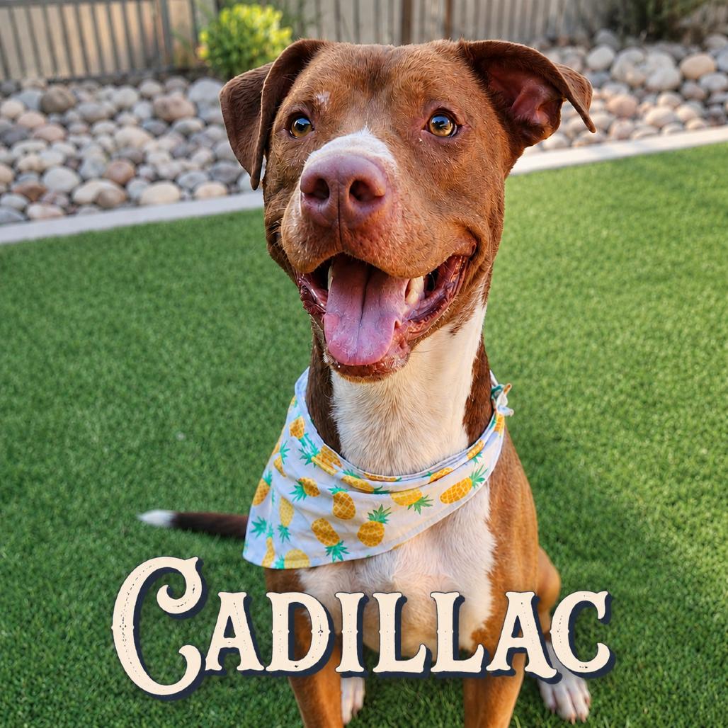Enlarge Cadillac, a Adoptable mixed breed in Phoenix, AZ image 5/6