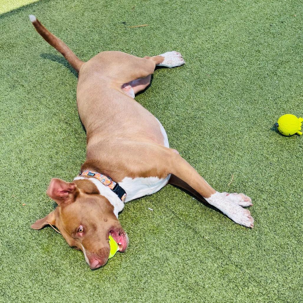 Enlarge Cadillac, a Adoptable mixed breed in Phoenix, AZ image 6/6