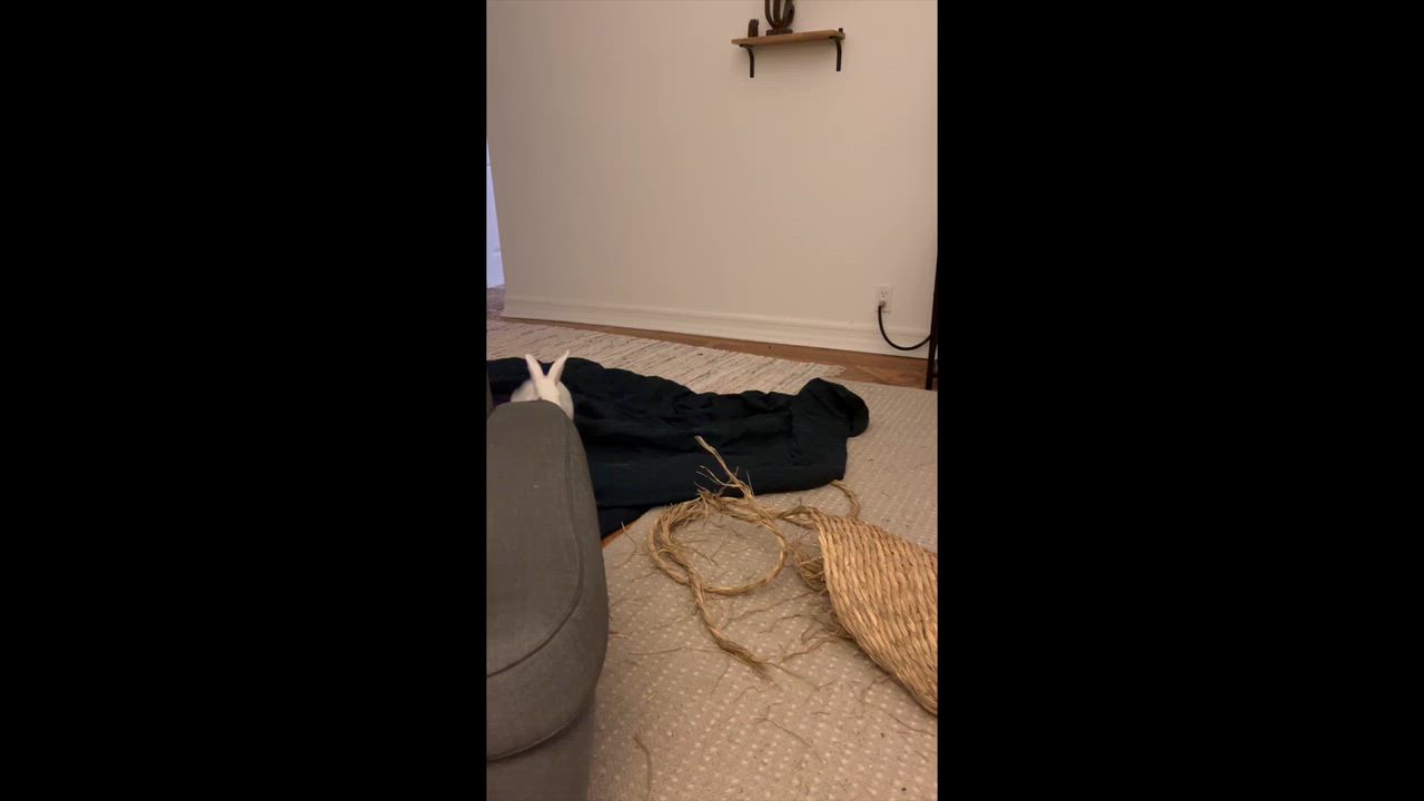 Enlarge Kevin, a Adoptable mixed breed in New York, NY video 3/5