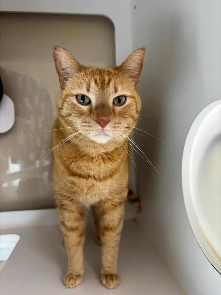 Enlarge Patience, a Adoptable Domestic Short Hair in Decorah, IA image 1/2