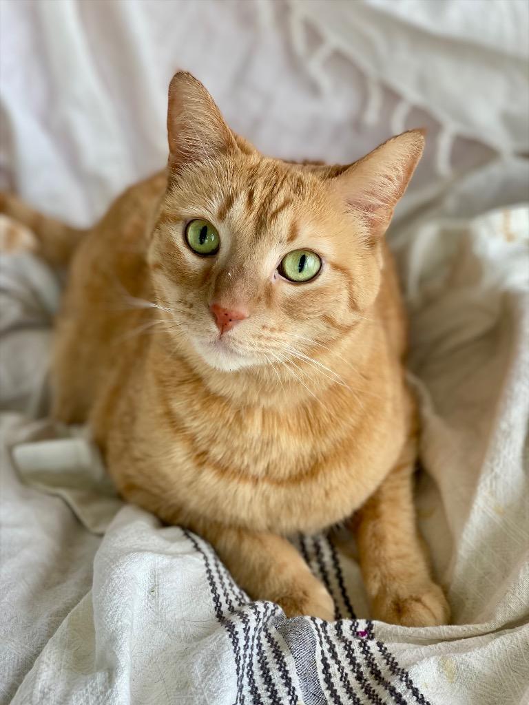 Enlarge Patience, a Adoptable Domestic Short Hair in Decorah, IA image 2/2