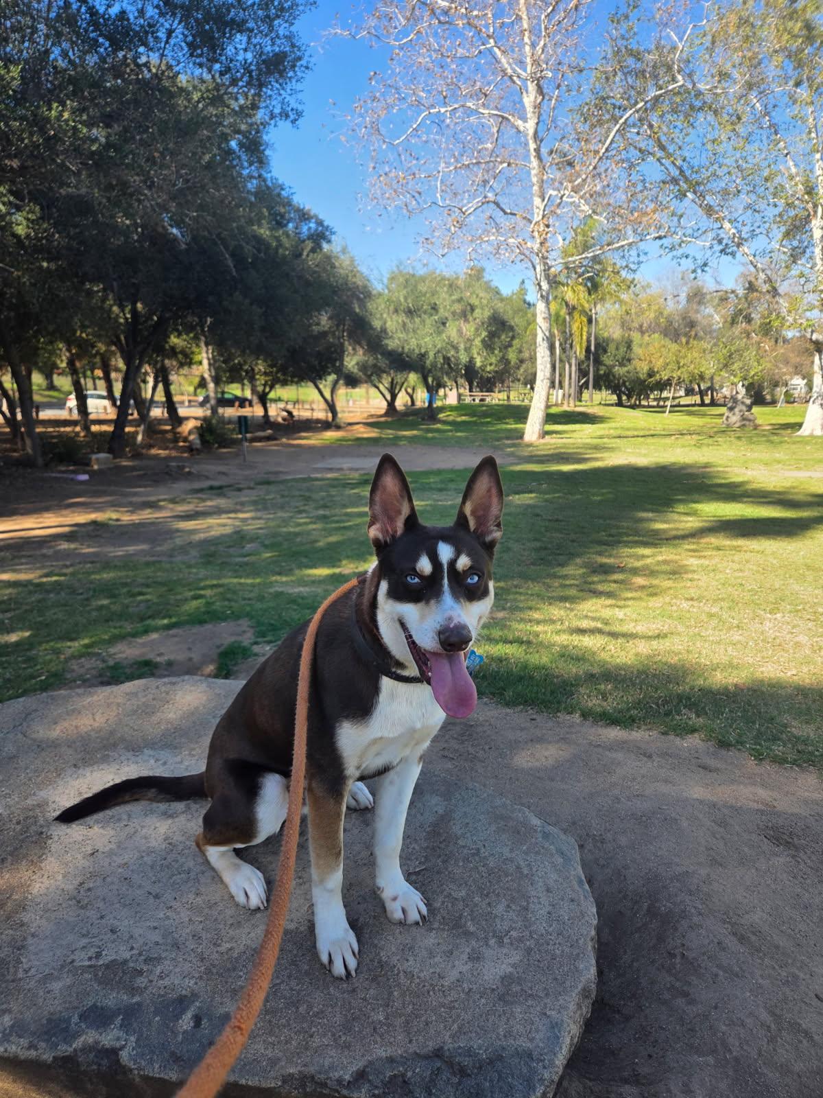 Kane, Adoptable, Young Male Australian Kelpie.