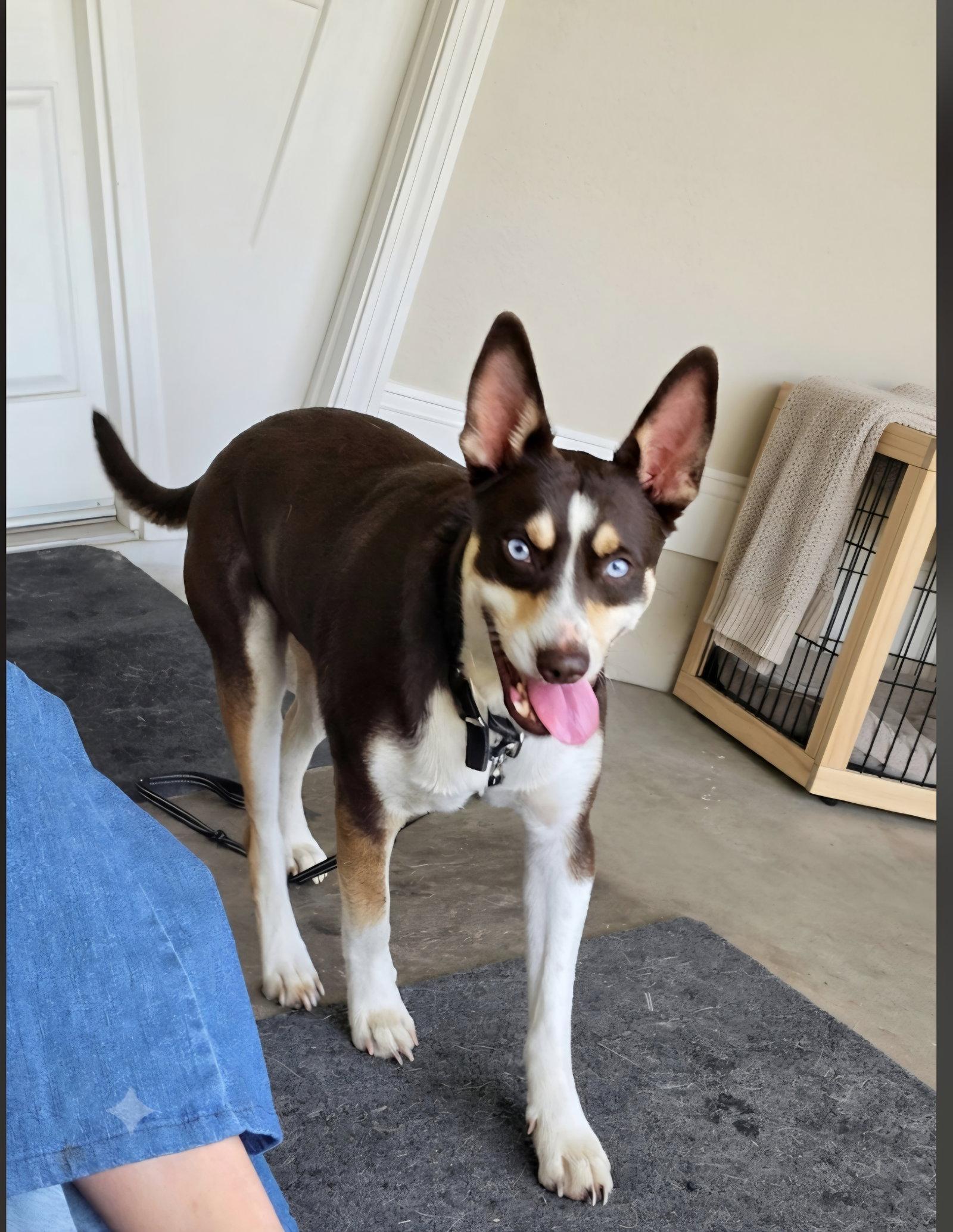 Kane, Adoptable, Young Male Australian Kelpie.