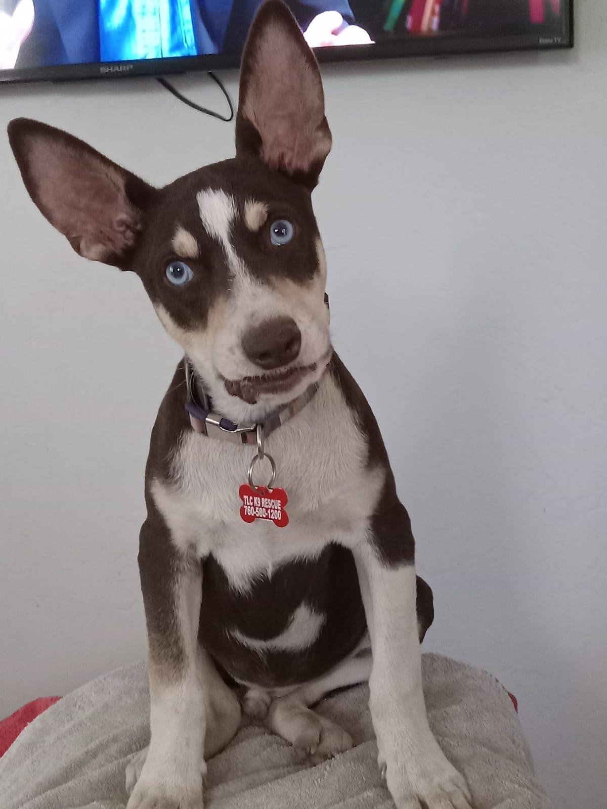 Kane, a Adoptable Australian Kelpie in Escondido, CA image 1/3