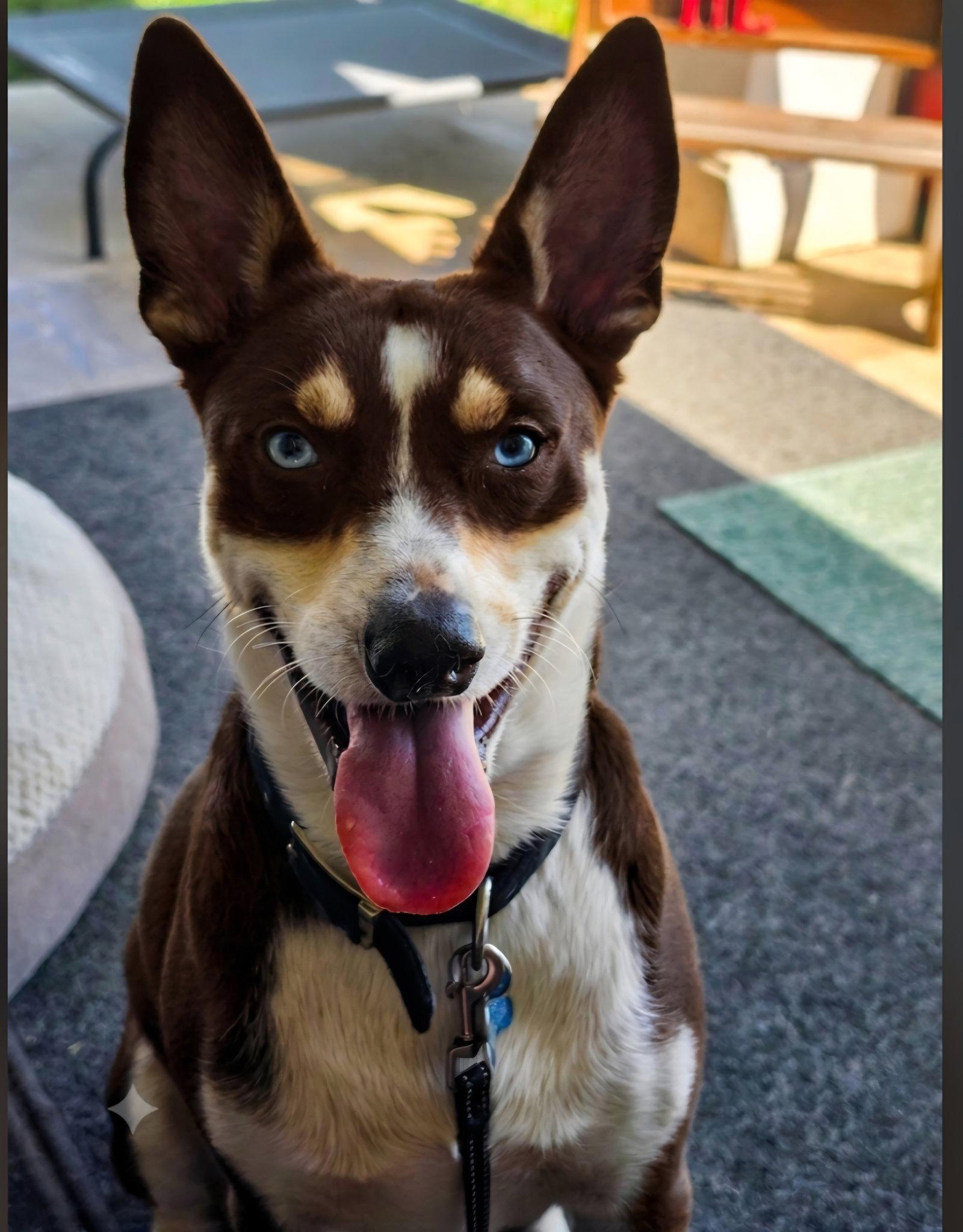 Enlarge Kane, a Adoptable Australian Kelpie in Escondido, CA image 2/3
