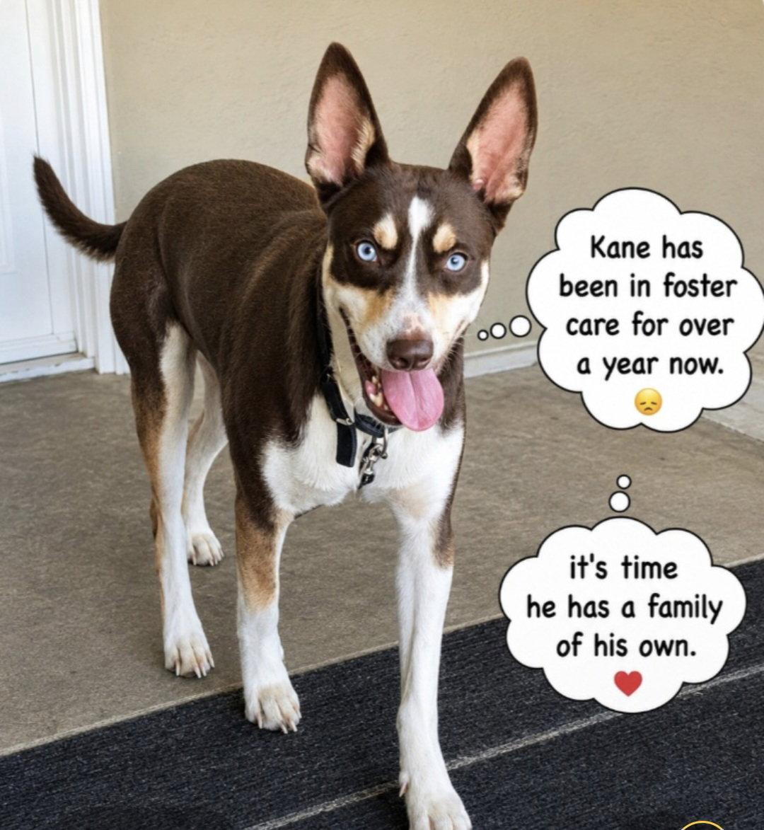 Enlarge Kane, a Adoptable Australian Kelpie in Escondido, CA image 3/3