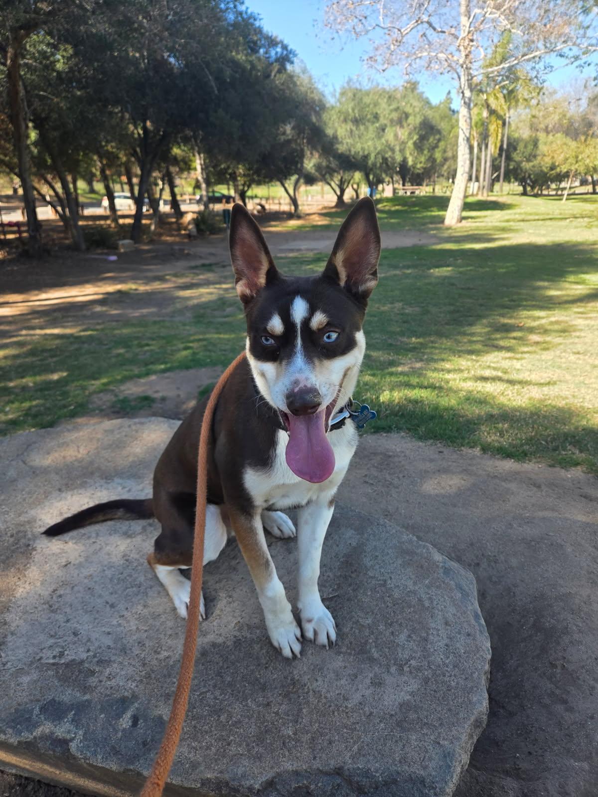 Kane, Adoptable, Young Male Australian Kelpie.
