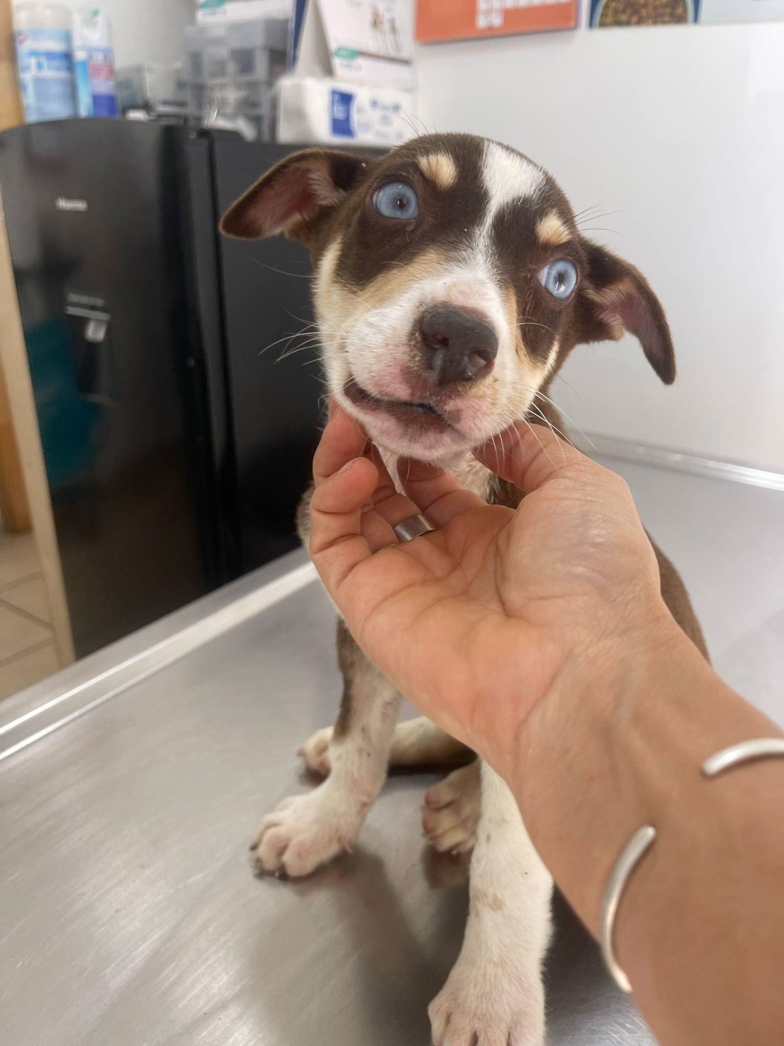 Kane, a Adoptable Australian Kelpie in Escondido, CA image 2/3