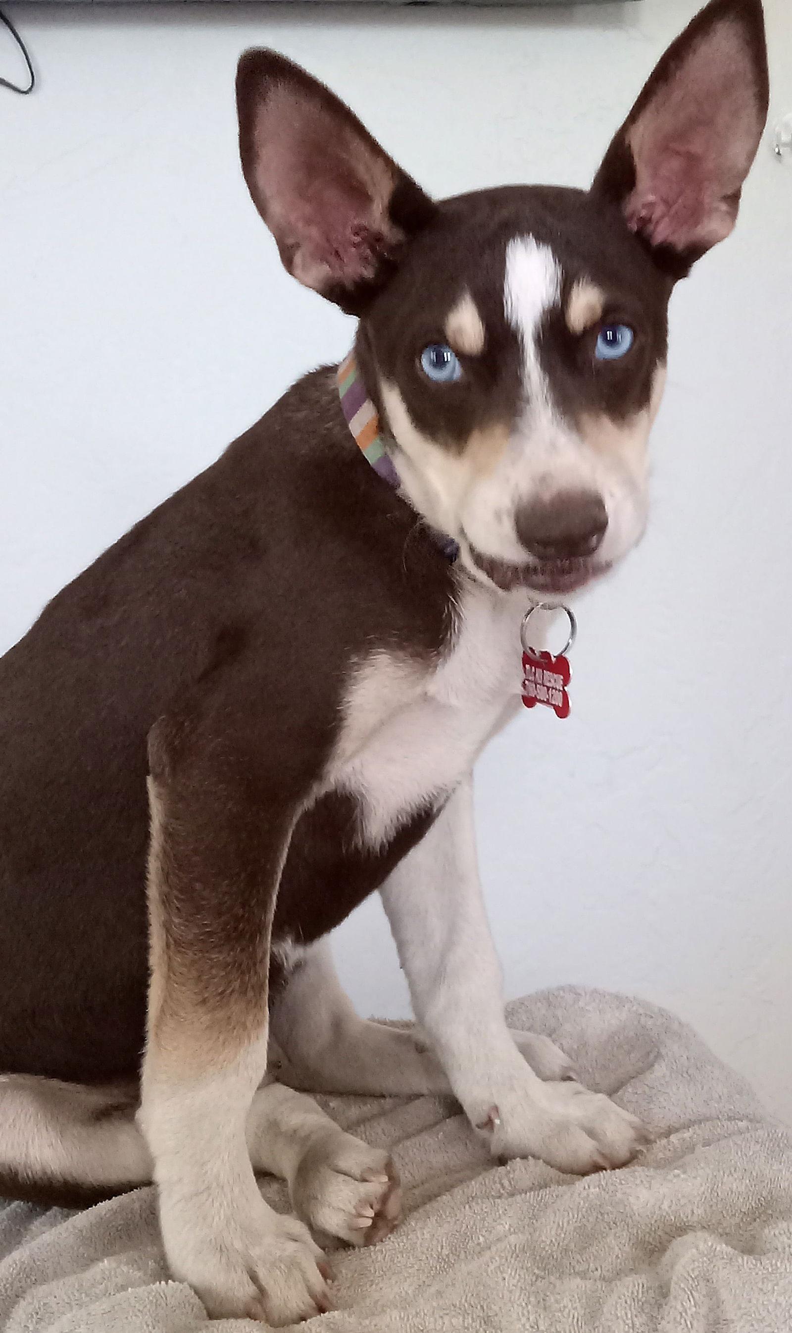 Kane, a Adoptable Australian Kelpie in Escondido, CA image 3/3