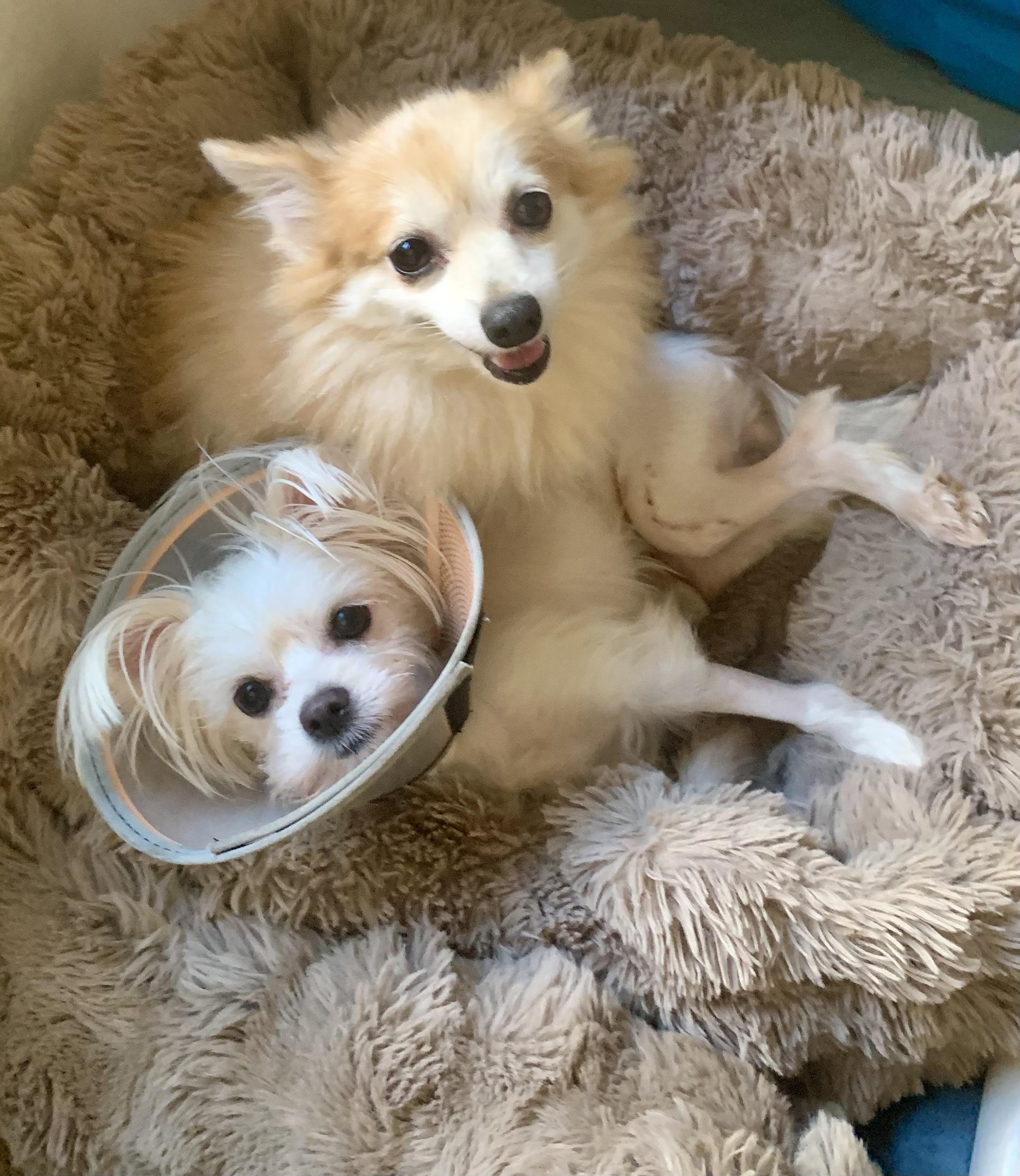 Ginger Gemma, Adoptable, Adult Female Pomeranian.