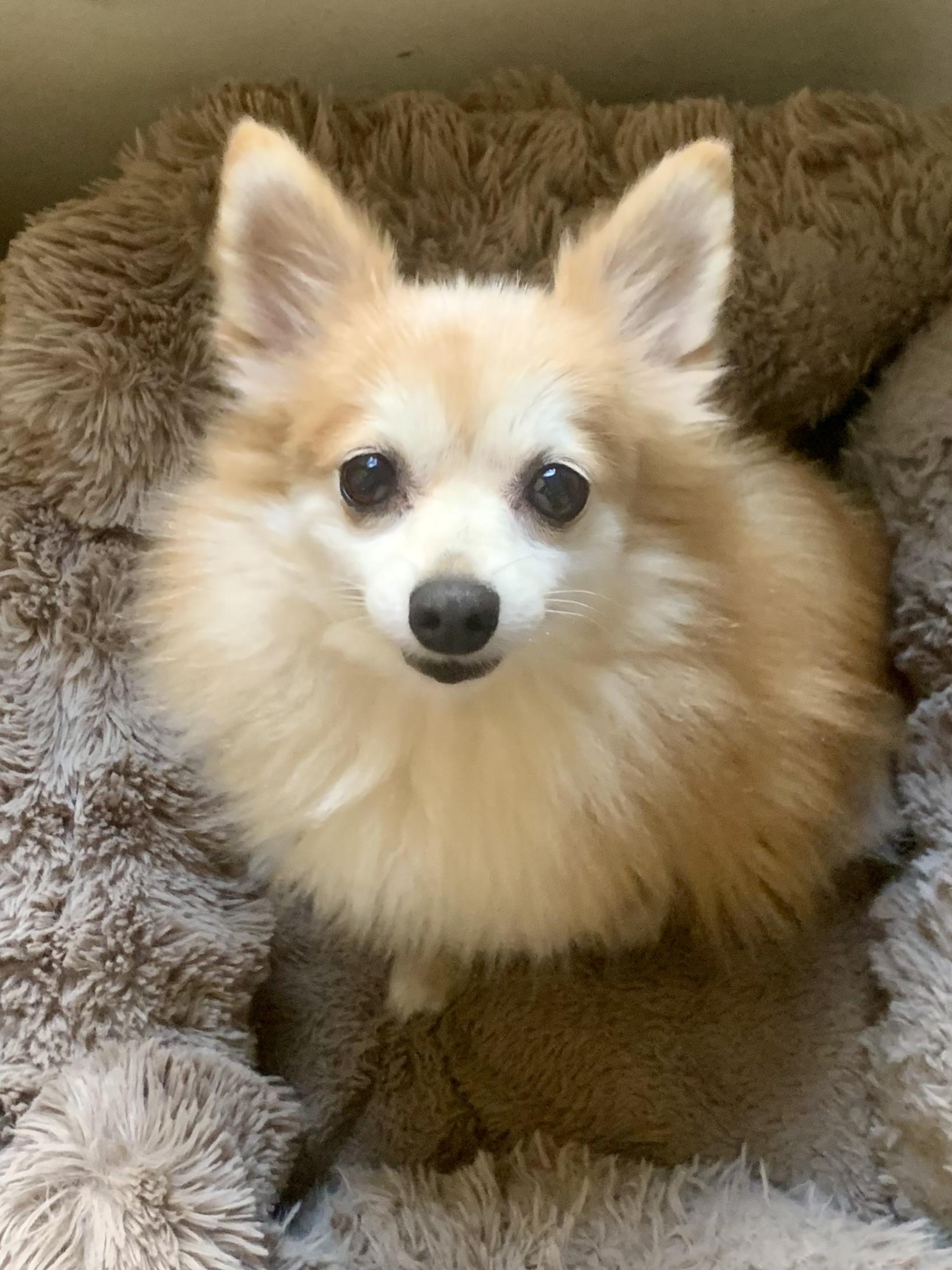 Enlarge Ginger Gemma, a Adoptable Pomeranian in Richmond, VA image 2/4