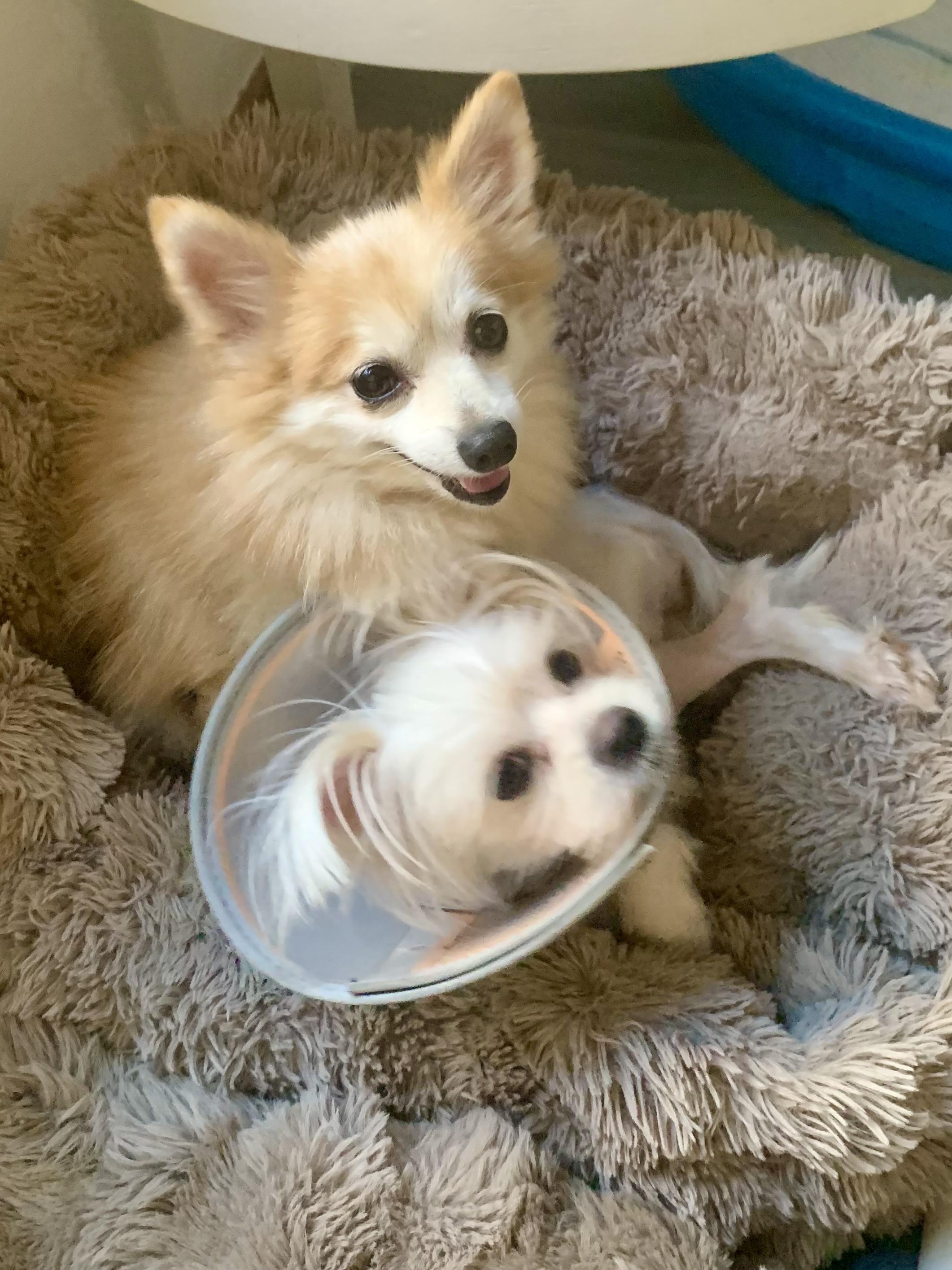 Enlarge Ginger Gemma, a Adoptable Pomeranian in Richmond, VA image 3/4