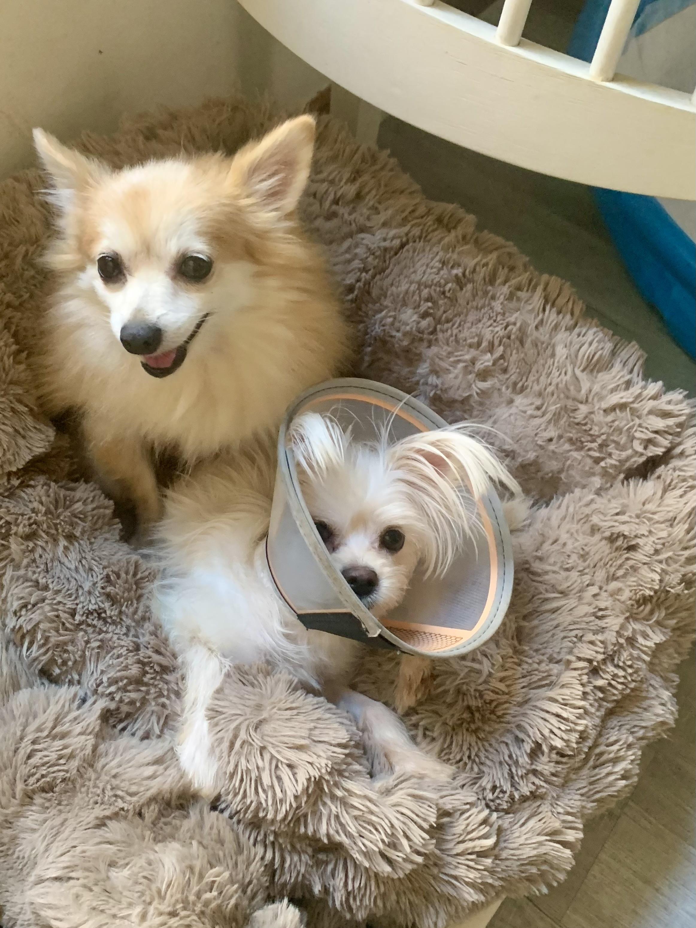 Enlarge Ginger Gemma, a Adoptable Pomeranian in Richmond, VA image 4/4