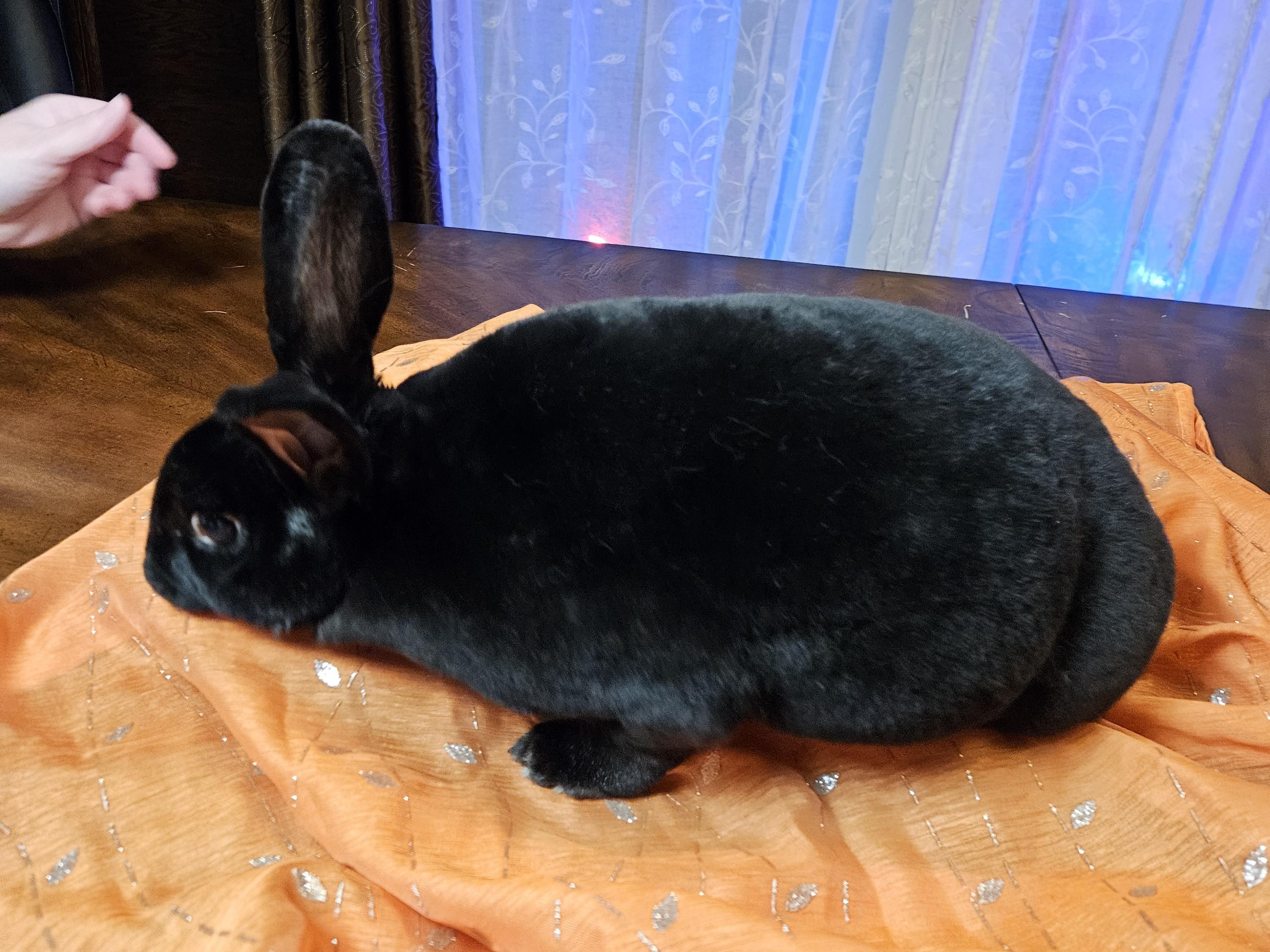 Hershey, a ADOPTABLE American in Lee's Summit, MO image 2/4