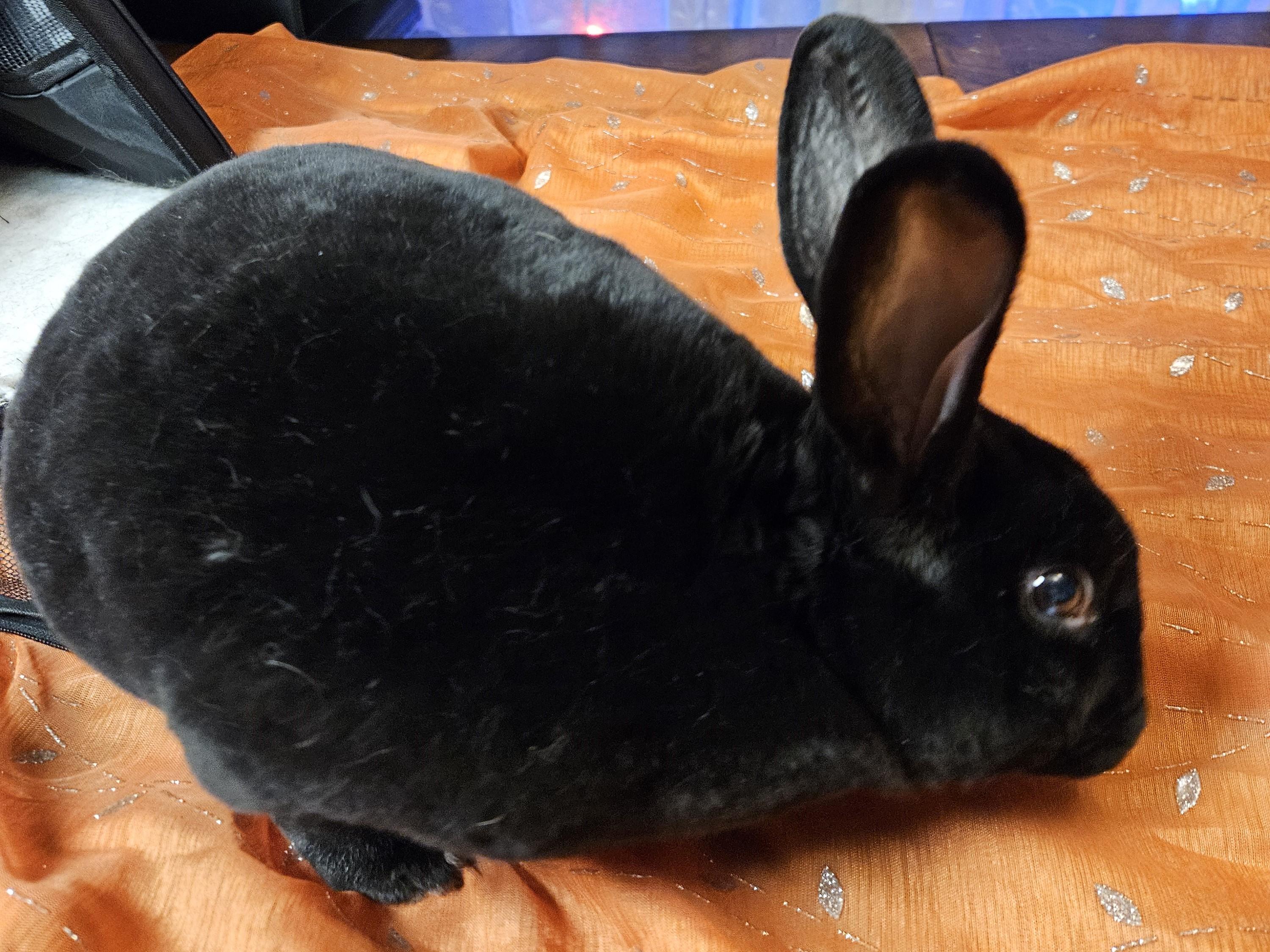 Hershey, ADOPTABLE, Adult Male American.