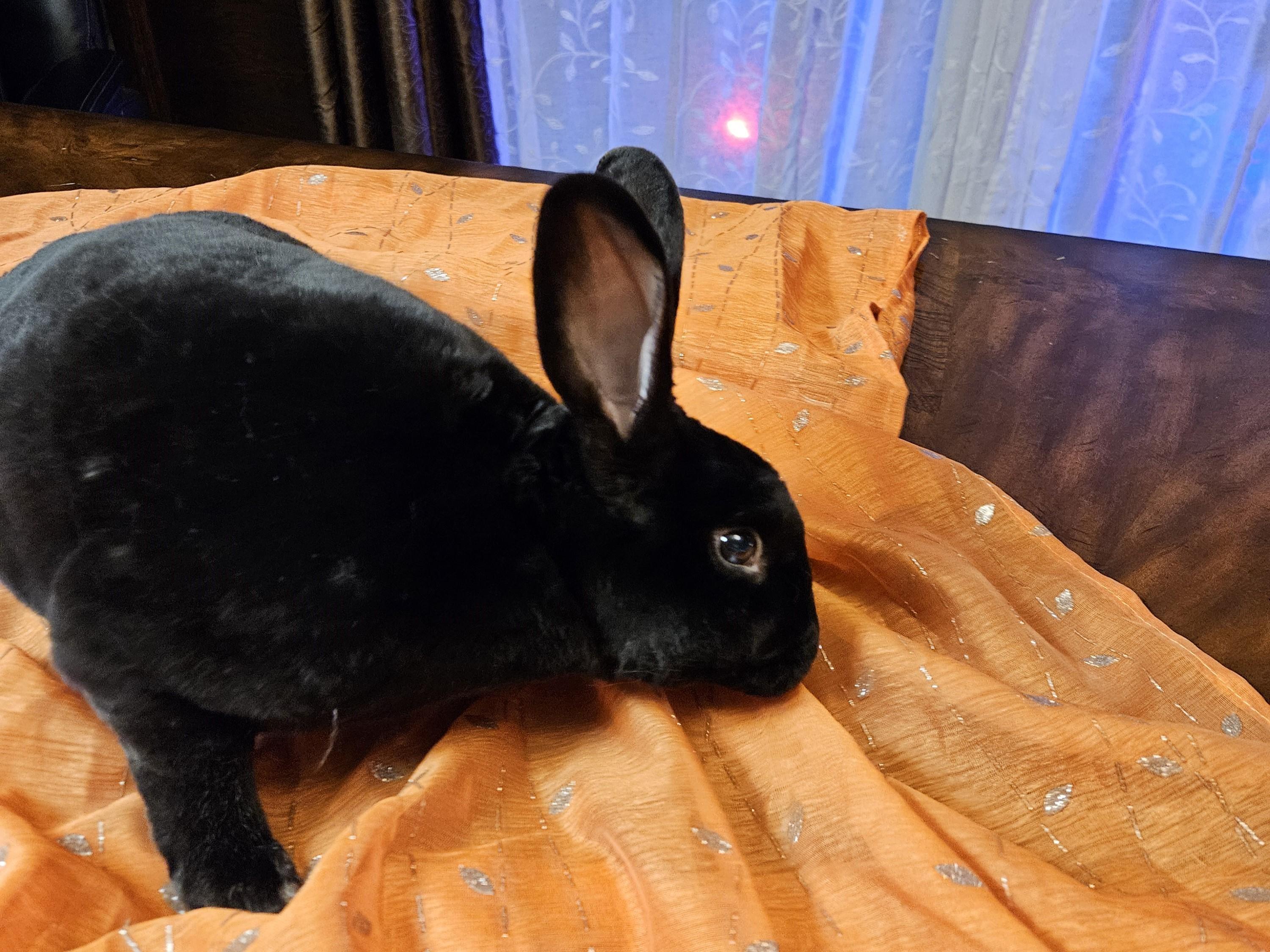 Hershey, a ADOPTABLE American in Lee's Summit, MO image 3/4