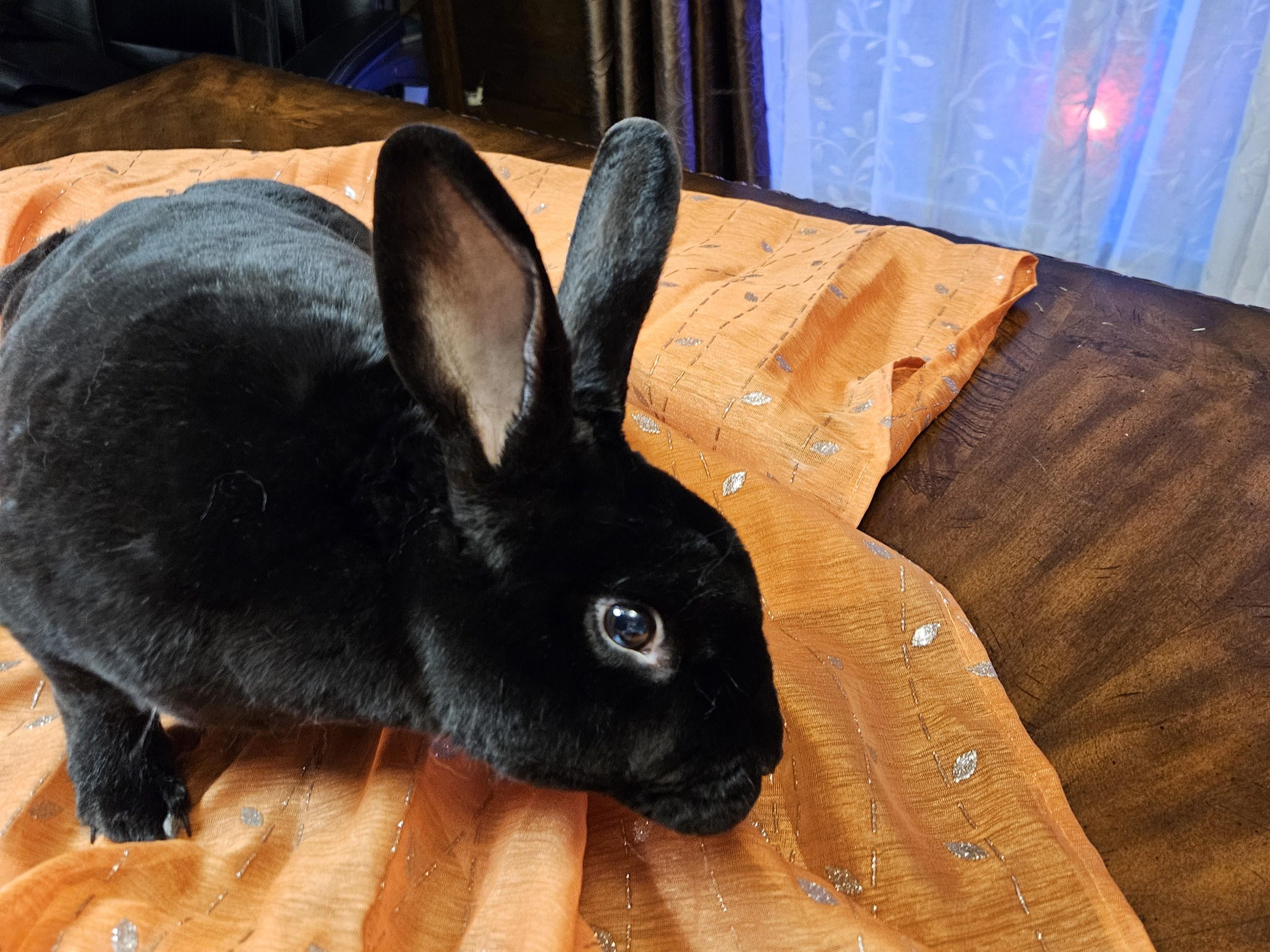 Hershey, a ADOPTABLE American in Lee's Summit, MO image 4/4