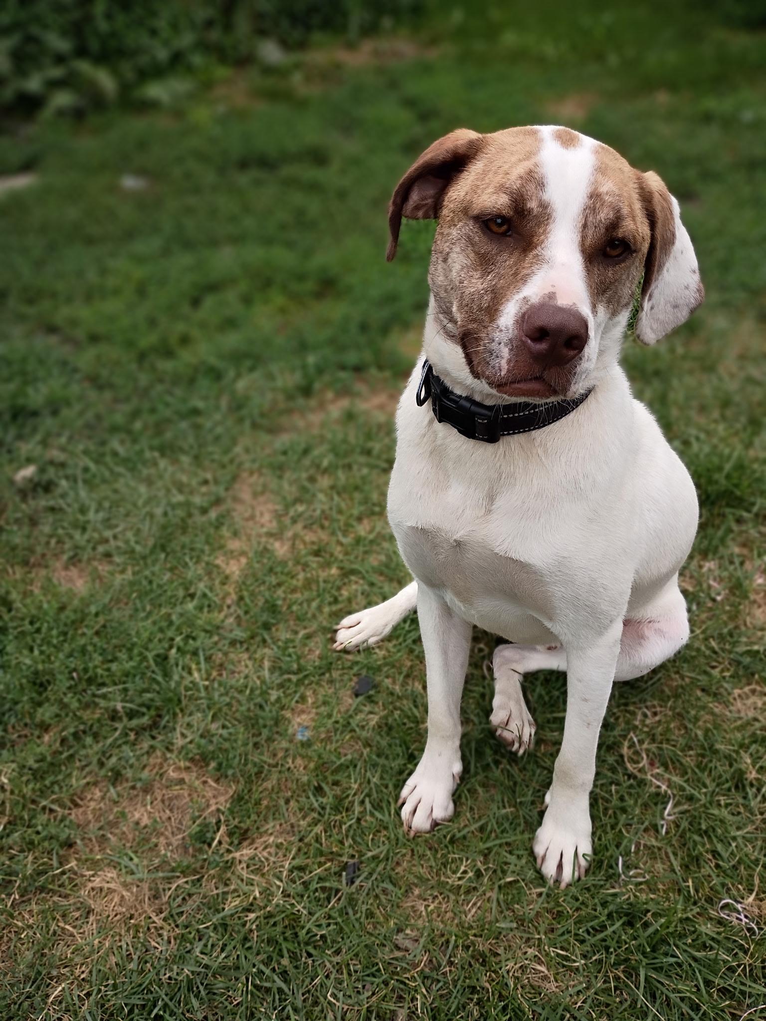 Enlarge Cane (Snickers Mini’s), a Adoptable mixed breed in Lewis Center, OH image 1/6