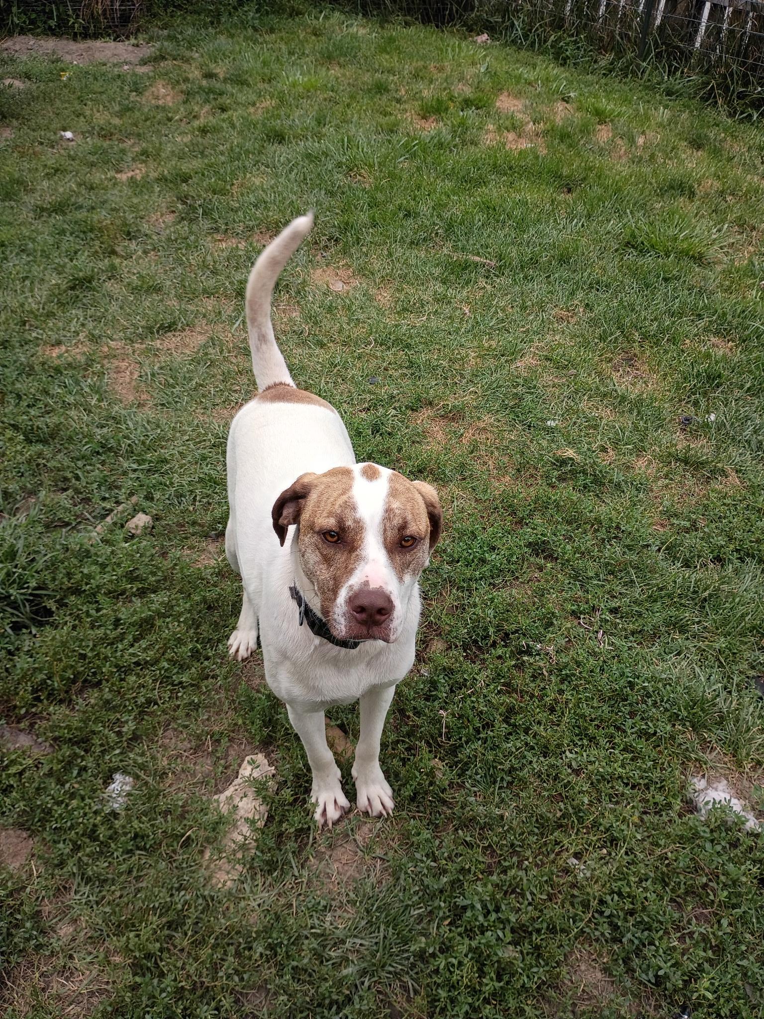 Enlarge Cane (Snickers Mini’s), a Adoptable mixed breed in Lewis Center, OH image 2/6