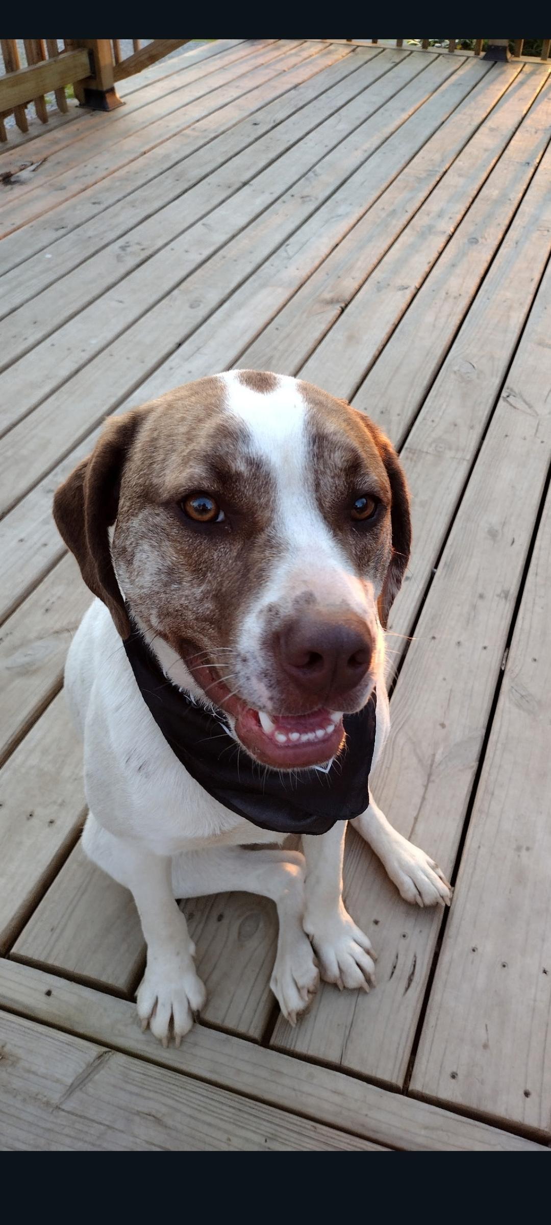 Enlarge Cane (Snickers Mini’s), a Adoptable mixed breed in Lewis Center, OH image 4/6