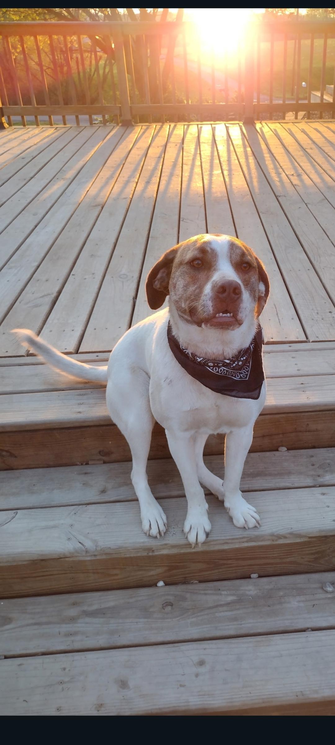 Enlarge Cane (Snickers Mini’s), a Adoptable mixed breed in Lewis Center, OH image 5/6