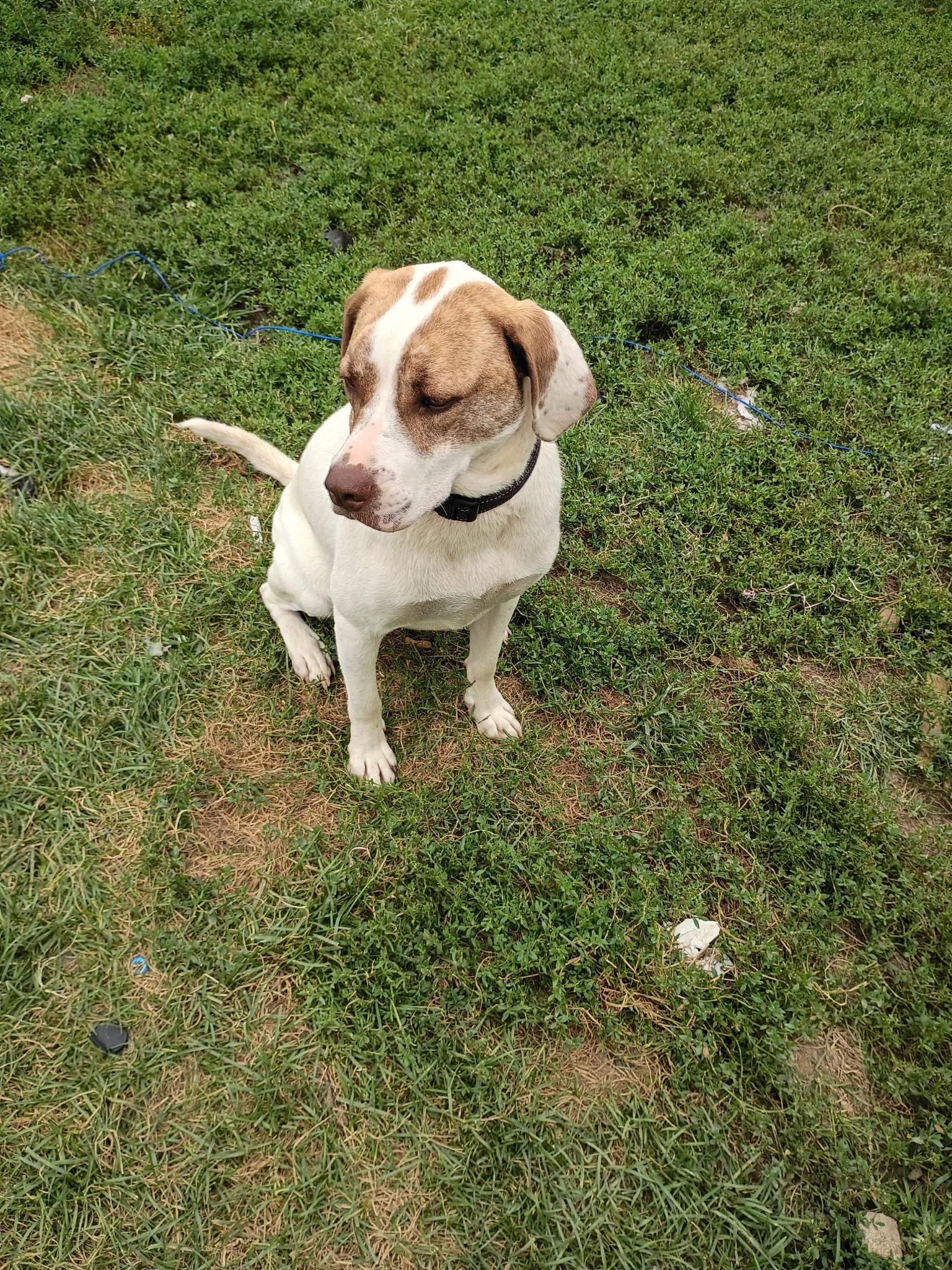 Enlarge Cane (Snickers Mini’s), a Adoptable mixed breed in Lewis Center, OH image 6/6