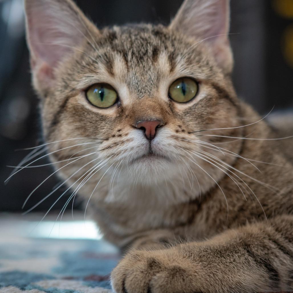 Mazie, Adoptable, Young Female Domestic Short Hair.
