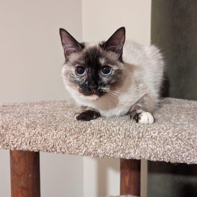 Kira, a Adoptable mixed breed in Plainville, CT image 4/6