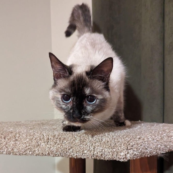 Kira, a Adoptable mixed breed in Plainville, CT image 5/6