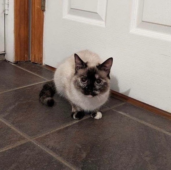 Kira, Adoptable, Young Female Siamese & Domestic Short Hair.