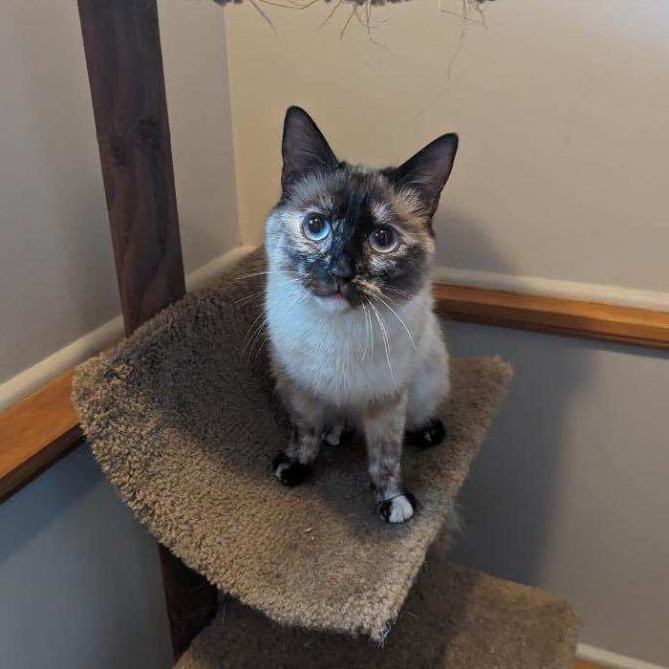 Kira, a Adoptable mixed breed in Plainville, CT image 2/6